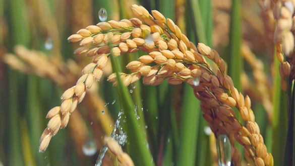 AG贵宾会·(中国游)集团首页